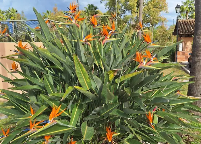 New !!! Duplex Penthouse 2 Avec Tennis, Padle, Golf Apartman Estepona